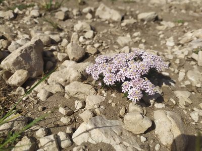 Iberis saxatilis, photographed by Josip Skejo