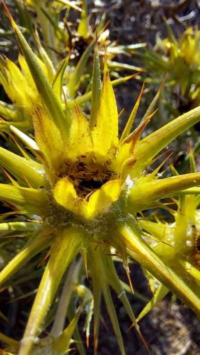 Heterorhachis aculeata, photographed by Jacques van der Merwe