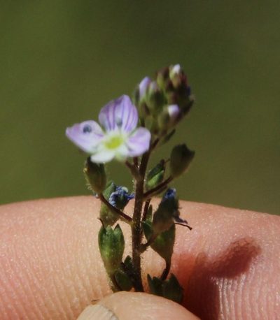 Veronica anagalloides, photographed by Tony Rebelo