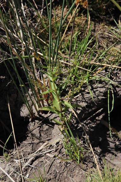 Veronica anagalloides, photographed by Tony Rebelo