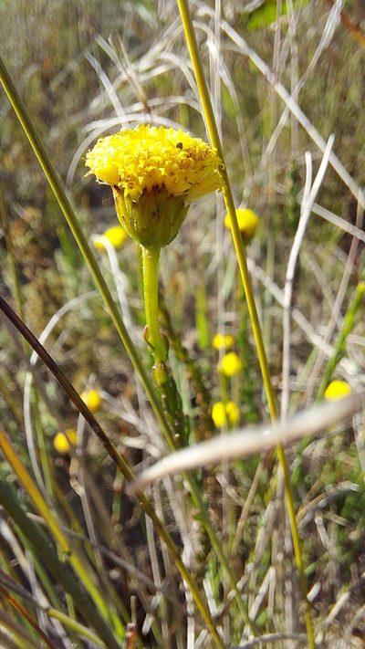 Chrysocoma esterhuyseniae, photographed by Jacques van der Merwe