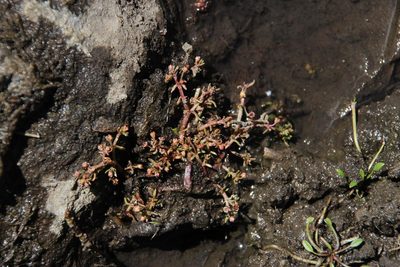 Crassula gemmifera, photographed by Tony Rebelo