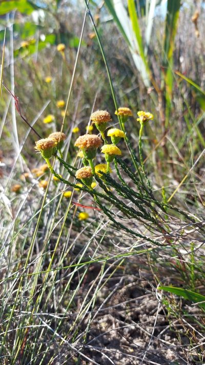 Chrysocoma esterhuyseniae, photographed by Jacques van der Merwe