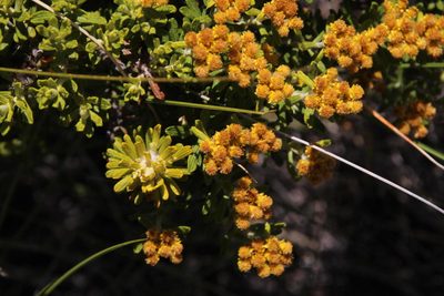Helichrysum trilineatum, photographed by Tony Rebelo