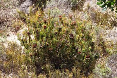 Protea canaliculata, photographed by Tony Rebelo