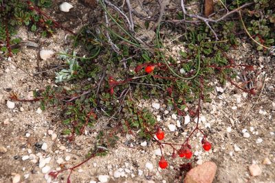 Hermannia muricata, photographed by Tony Rebelo