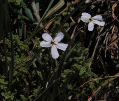 Jamesbrittenia tysonii, photographed by Tony Rebelo