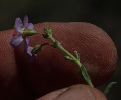 Chaenostoma halimifolium, photographed by Tony Rebelo