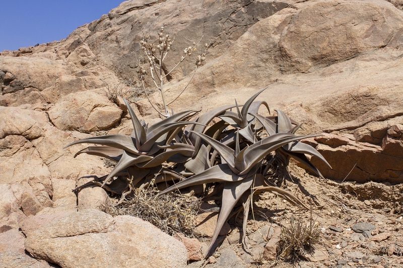 Aloe praetermissa, photographed by dhfischer