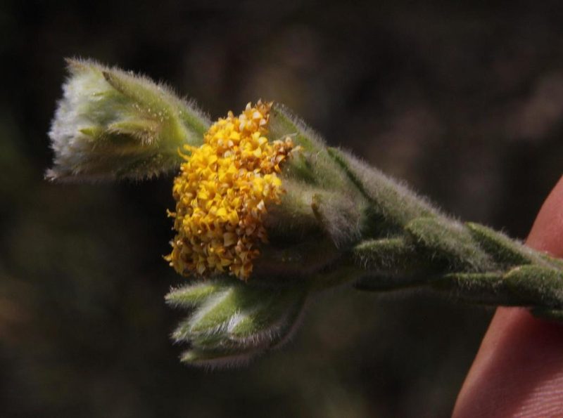 Hymenolepis gnidioides, photographed by Tony Rebelo