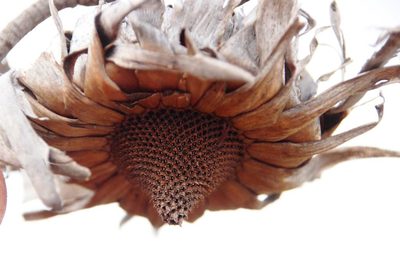 Protea sulphurea, photographed by Tony Rebelo