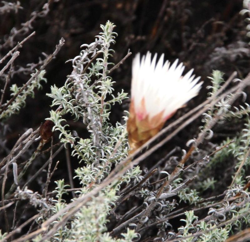 Helichrysum lancifolium, photographed by Tony Rebelo