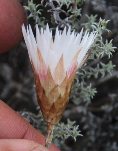 Helichrysum lancifolium, photographed by Tony Rebelo