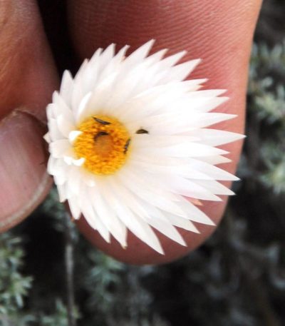 Helichrysum lancifolium, photographed by Tony Rebelo