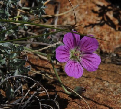 Geranium harveyi, photographed by Tony Rebelo