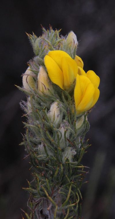 Aspalathus shawii, photographed by Tony Rebelo