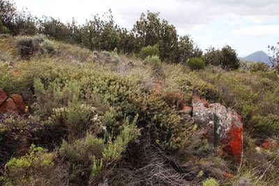 Protea sulphurea, photographed by Tony Rebelo