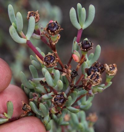 Ruschiella argentea, photographed by Tony Rebelo