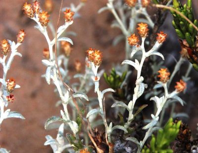 Helichrysum cylindriflorum, photographed by Tony Rebelo