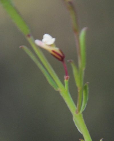 Muraltia muraltioides, photographed by Tony Rebelo