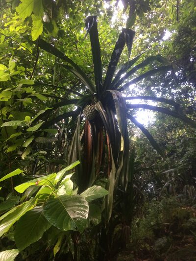 Pandanus dubius, photographed by Tigran Tadevosyan