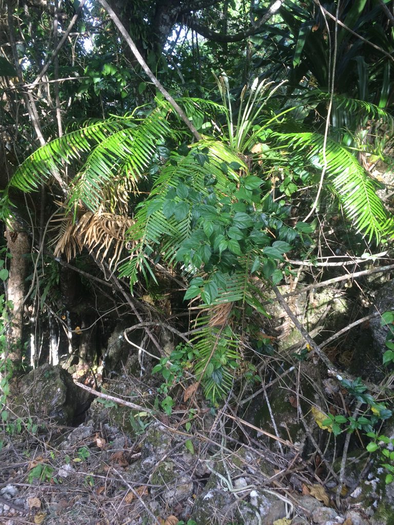 Cycas micronesica, photographed by Tigran Tadevosyan