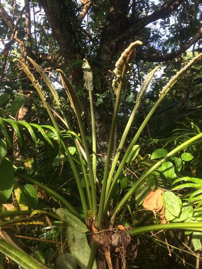 Cycas micronesica, photographed by Tigran Tadevosyan