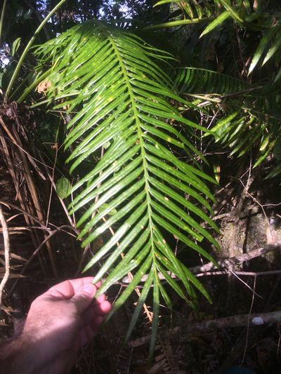 Cycas micronesica, photographed by Tigran Tadevosyan