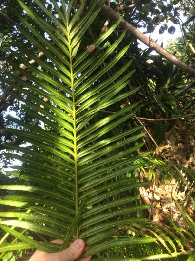 Cycas micronesica, photographed by Tigran Tadevosyan
