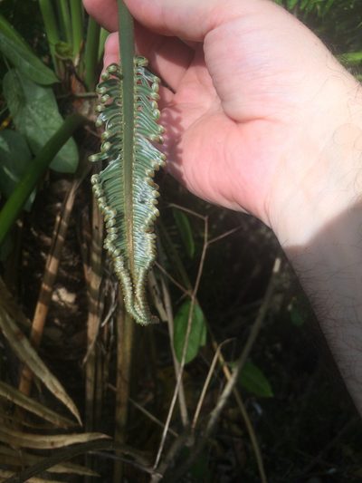 Cycas micronesica, photographed by Tigran Tadevosyan