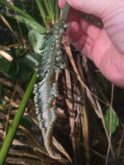 Cycas micronesica, photographed by Tigran Tadevosyan