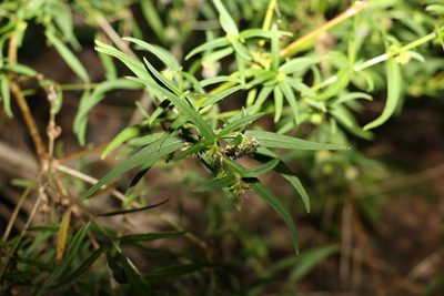 Opercularia aspera, photographed by Greg Tasney