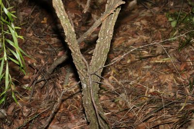 Daviesia arborea, photographed by Greg Tasney
