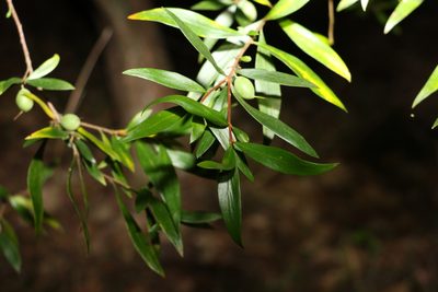 Persoonia iogyna, photographed by Greg Tasney