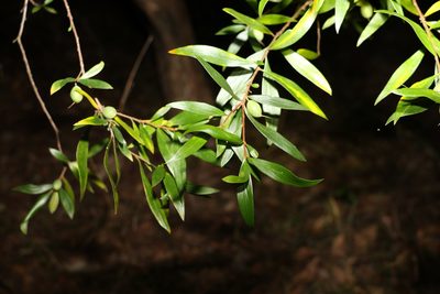 Persoonia iogyna, photographed by Greg Tasney