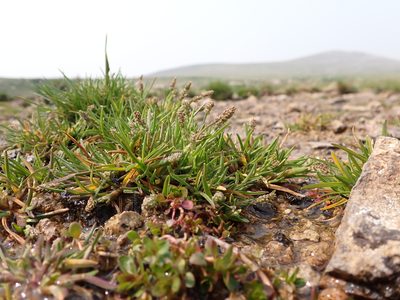 Phippsia algida, photographed by Matt Lavin