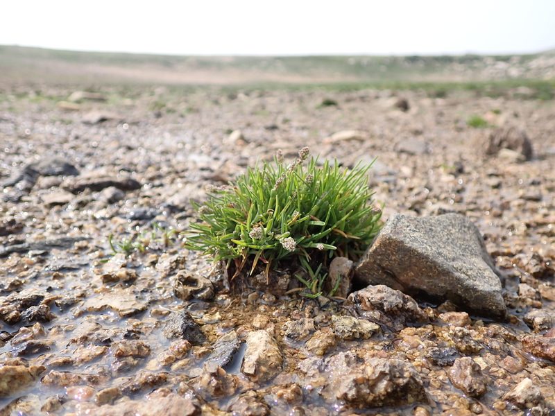 Phippsia algida, photographed by Matt Lavin