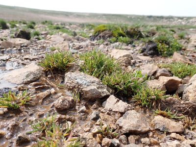 Phippsia algida, photographed by Matt Lavin