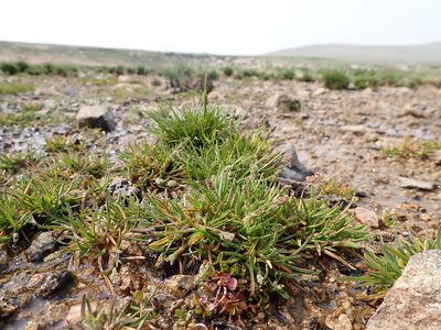 Phippsia algida, photographed by Matt Lavin