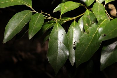 Endiandra discolor, photographed by Greg Tasney