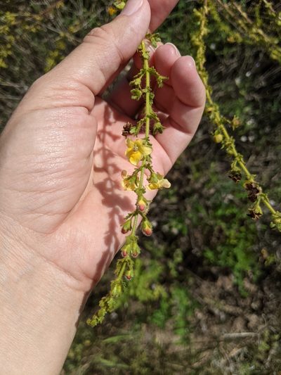 Seymeria texana, photographed by Alison Northup
