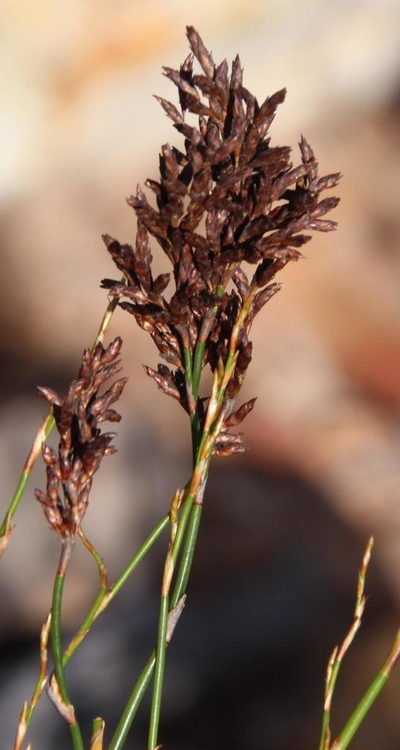 Restio luxurians, photographed by Tony Rebelo