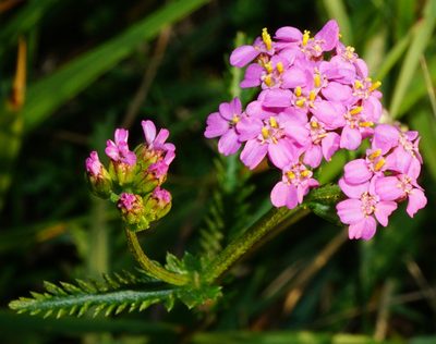 Achillea aspleniifolia, photographed by Patrick Hacker