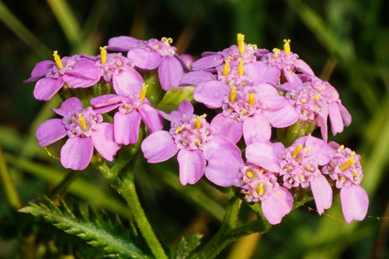 Achillea aspleniifolia, photographed by Patrick Hacker