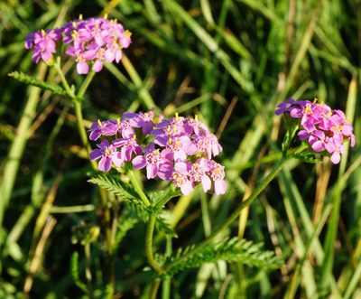 Achillea aspleniifolia, photographed by Patrick Hacker