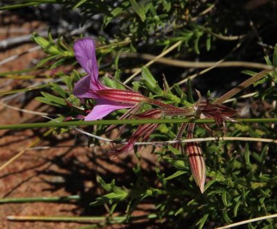Pelargonium multicaule, photographed by Tony Rebelo