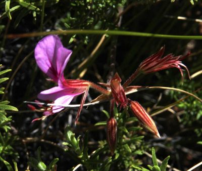 Pelargonium multicaule, photographed by Tony Rebelo