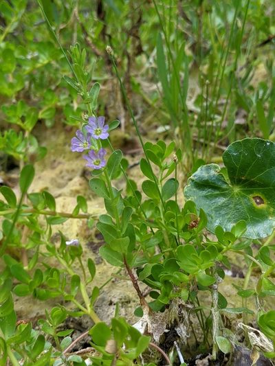 Lythrum ovalifolium, photographed by Alison Northup