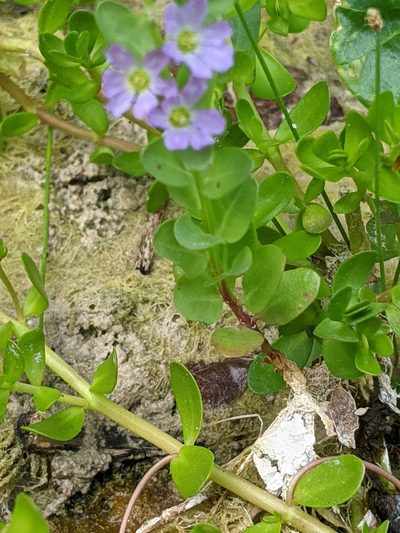 Lythrum ovalifolium, photographed by Alison Northup