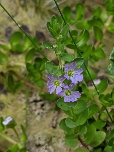 Lythrum ovalifolium, photographed by Alison Northup
